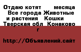 Отдаю котят. 1,5 месяца - Все города Животные и растения » Кошки   . Тверская обл.,Конаково г.